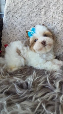 момченце със синьо оченце йорк