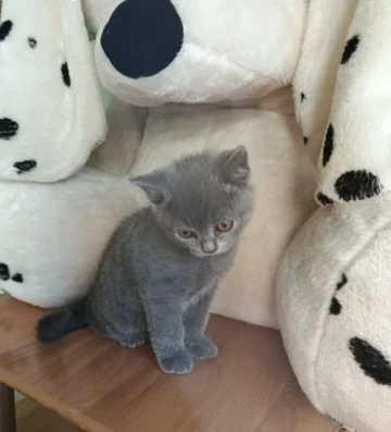 Британски котки късокосместа