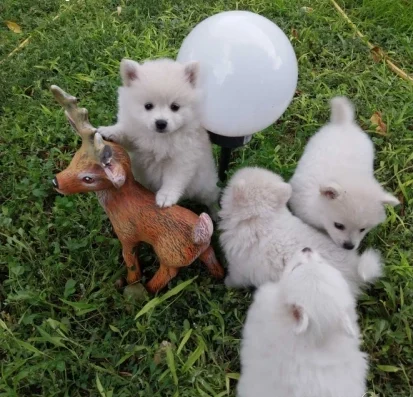 Мини шпиц-померан