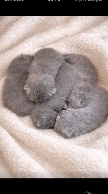 Продавам клепоухи котенца