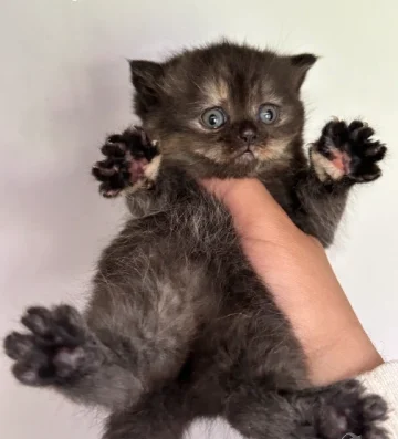 Шоколадово британче