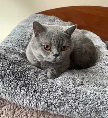 Британски котарак