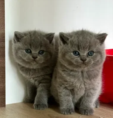 Чистокръвни сини британчета