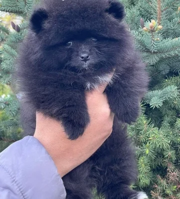 Померан померани
