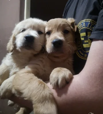 Голдън ретривър