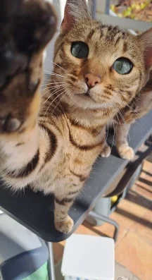 Бенгалски котенца