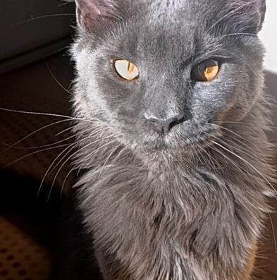 Котик породи мейн-кун