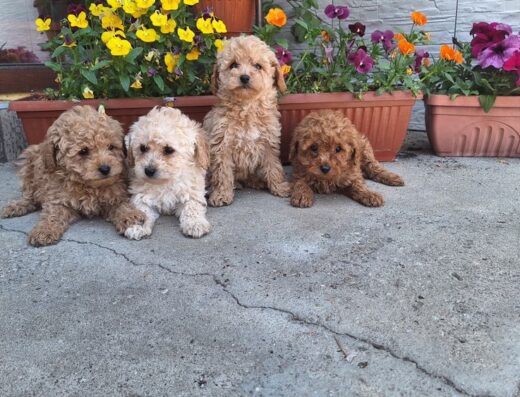 Той пудел пуделчета момчета и момичета