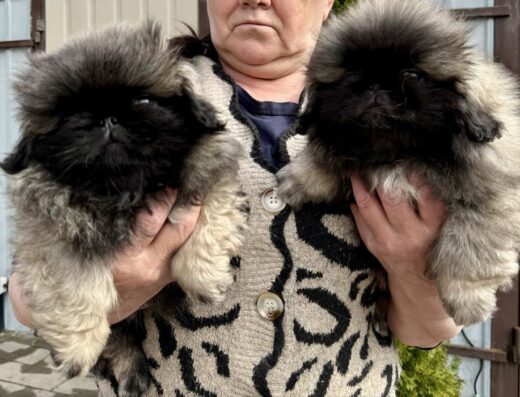 Пекінес: Файні хлопці з родоводом КСУ-FCI