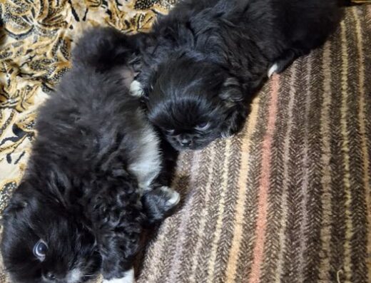 Пекінес: Дві чудові дівчинки