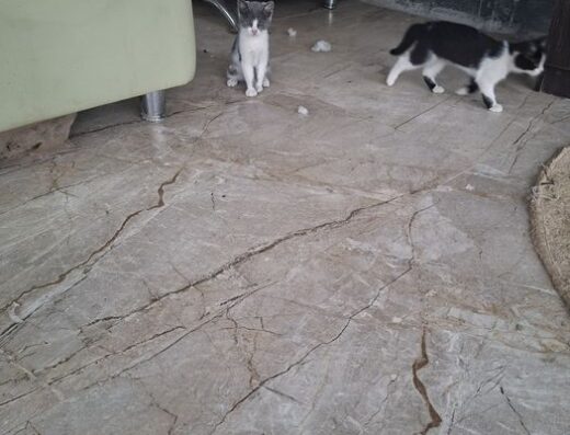 Котки сива и шарена