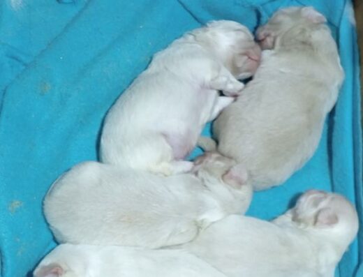 Пекінес: Альбіноси з блакитними очима