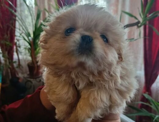 Королівський Пекінес: Чистопородні цуценята