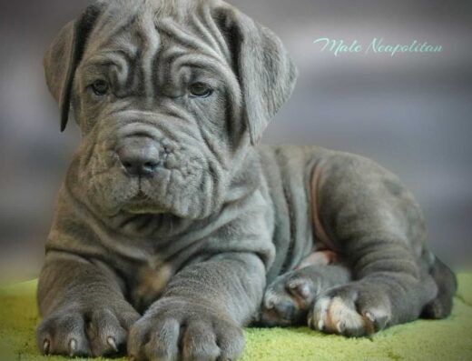 Мастино Наполетано: Неймовірний хлопчик від розплідника “Vento De Roma”