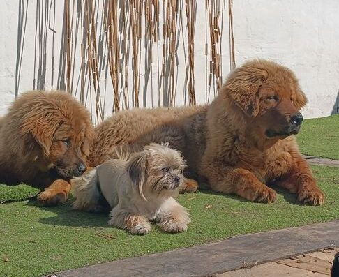 Тибетський Мастиф: Цуценята шоу-класу з чемпіонським родоводом