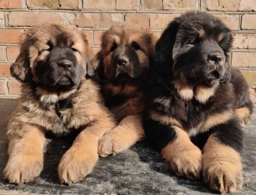 Тибетський Мастиф: Надійні охоронці та вірні друзі