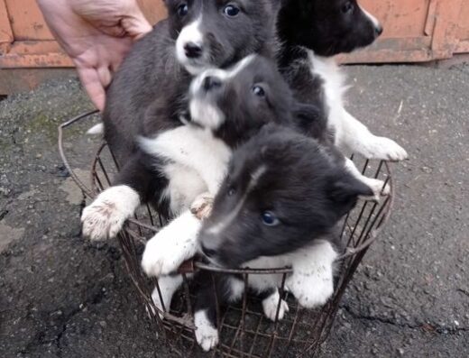 Російсько-Європейська Лайка: Породисті цуценята від робочих батьків