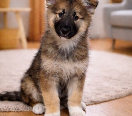 Лайка: Шукаємо люблячі родини для дівчаток