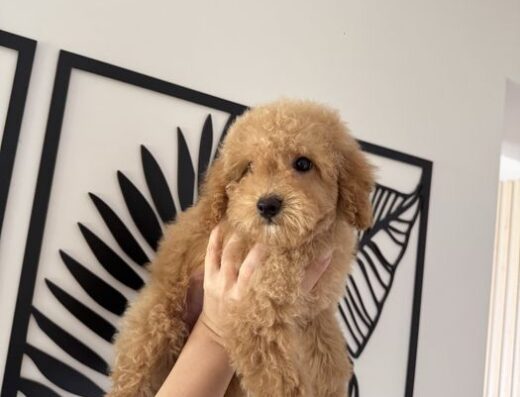 Мальтипу: Тедді-фейс хлопчик у чудовому забарвленні