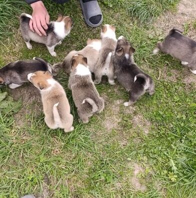 Західносибірська Лайка: Цуценята від робочих батьків