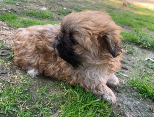 Королівський Пекінес: Ніжні малюки забарвлення триколор