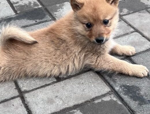 Карело-Фінська Лайка: Малята від дипломованих батьків