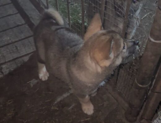 Західносибірська Лайка: Цуценята звірової лінії від робочих собак