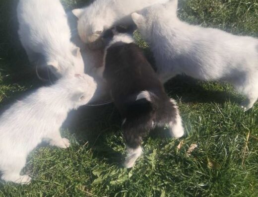 Західно-Сибірська Лайка: Породисті цуценята за вигідною ціною