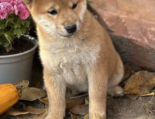 Сіба-Іну: Породні цуценята з ексклюзивною японською генетикою