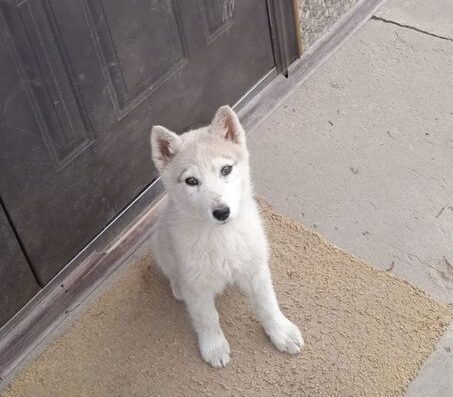 Західносибірська Лайка: Активний та розумний хлопчик