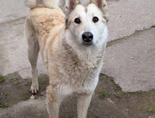 Західно-Сибірська Лайка: Доросла дівчинка для полювання та охорони