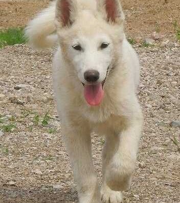 Східносибірська Лайка: Білі комочки щастя