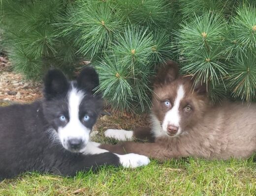 Якутська Лайка: Неймовірні та ніжні малюки