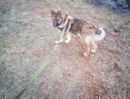 Лайка: Породисті малюки шукають нові домівки