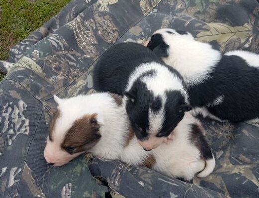 Лайка: Цуценята шукають нових господарів
