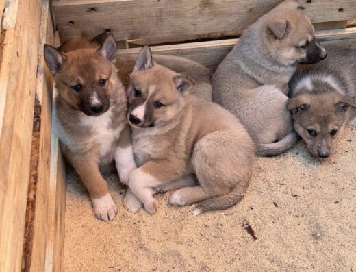 Західно-Сибірська Лайка: Цуценята від дипломованих мисливців
