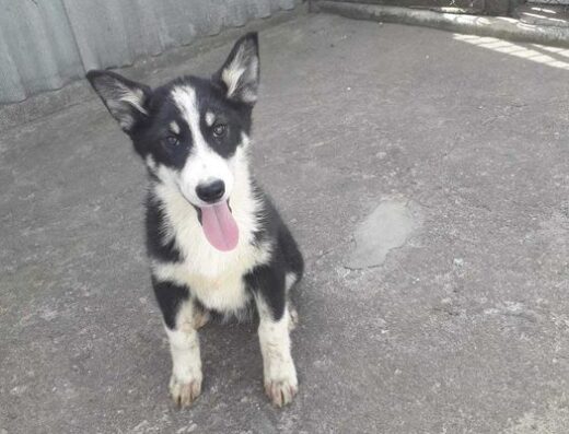 Східносибірська Лайка: Породисті цуценята з документами