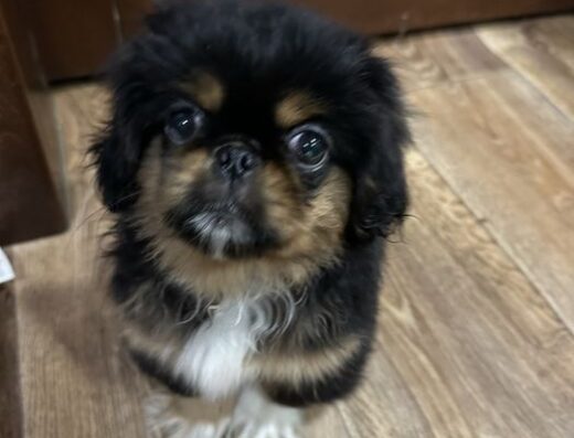 Пекінес: Неймовірний та харизматичний хлопчик