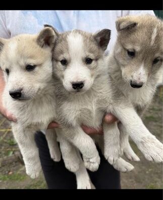 Західносибірська Лайка: Чистокровні малюки від робочих батьків