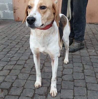 Російський Рябий Гончак: Трирічна вижловка для полювання