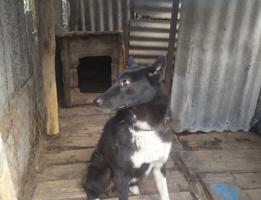 Русько-Європейська Лайка: Дорослий робочий пес