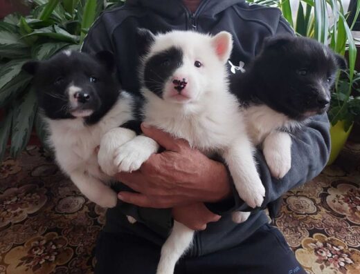 Русько-Європейська Лайка: Цуценята від робочих собак по куниці та очерету