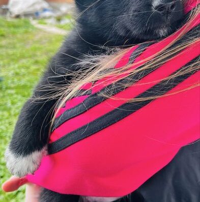 Лайка: Чудові малюки чекають на нових господарів