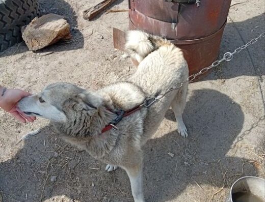 Західно-Сибірська Лайка: Цуценя та дорослі собаки