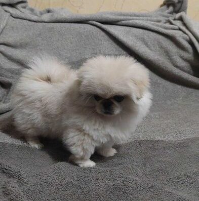 Пекінес: Лагідна дівчинка Бусінка