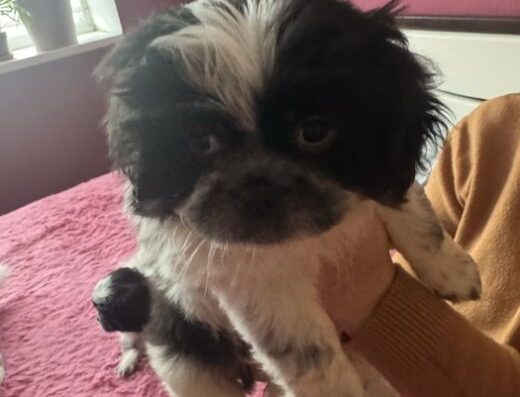 Пекінес: Хлопчик-красунчик чекає на родину