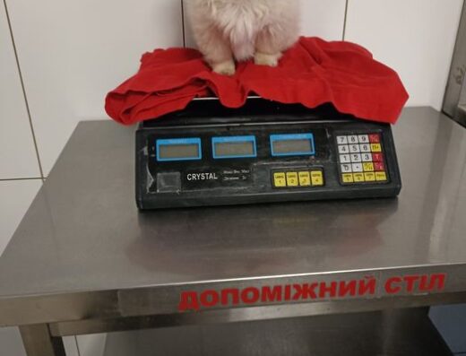 Королівський Пекінес: Активна та грайлива мазурка