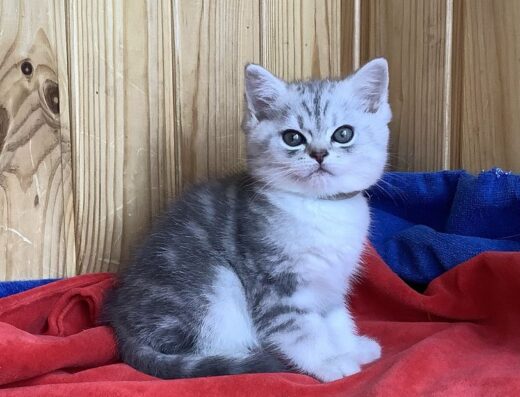 Веселий котик під мармур