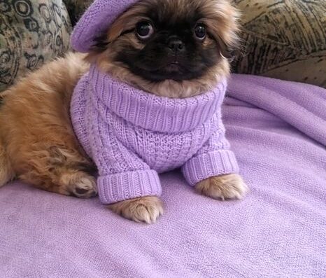 Пекінес: Дамочка маленького імператора шукає родину