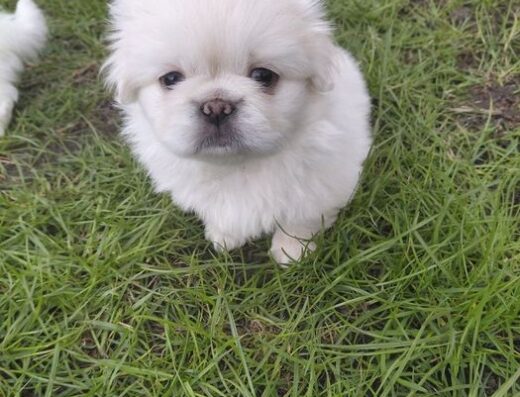 Королівський Пекінес: Грайливі та дружелюбні малюки